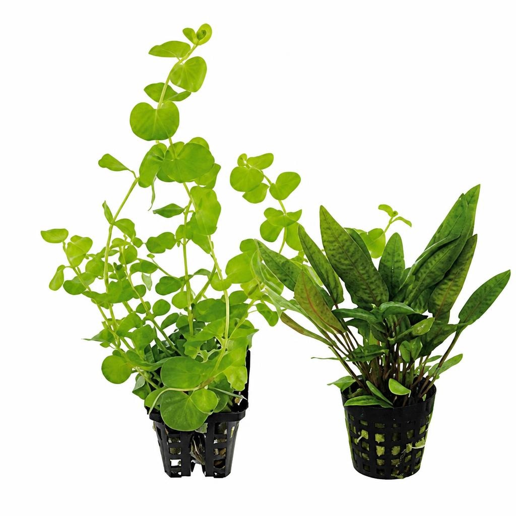 Akvarijske rastline Van Senten - Akcija v trgovini Mr. Pet