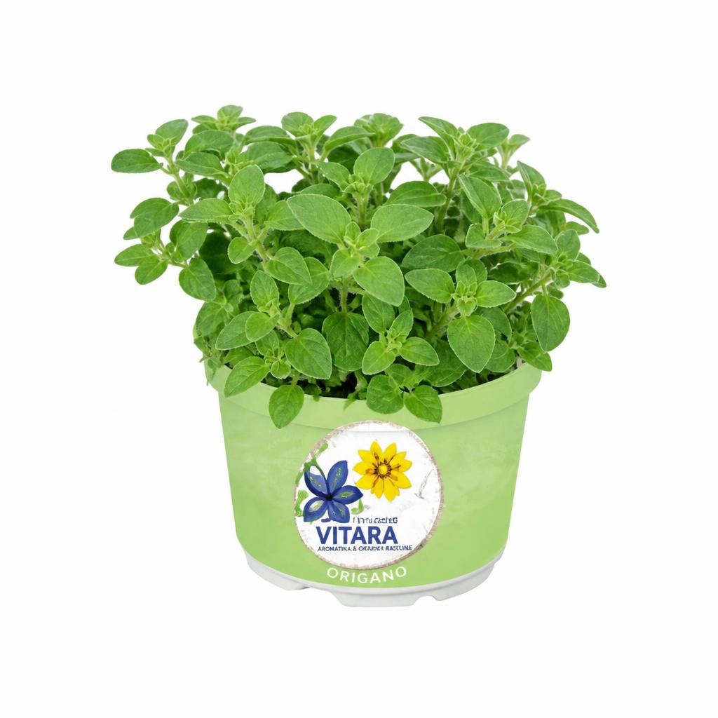 Origano 'Vitara Green' - Akcija v trgovini Bauhaus