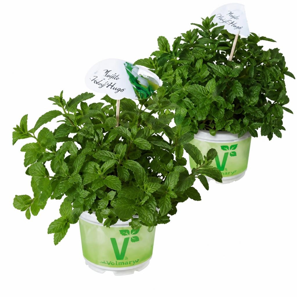 Koktajl meta "Mojito" ali "Hugo" Ø lonca 12 cm Akcija v trgovini Obi