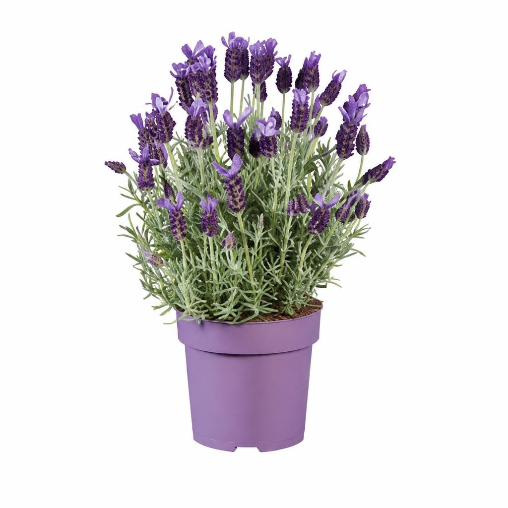 Sivka Ø pribl. 17 cm, višina: pribl. 35 do 41 cm - Akcija v trgovini Lidl