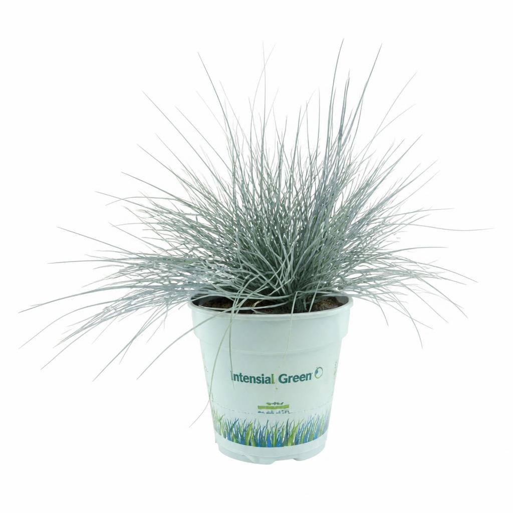 Sadika Festuca glauca Ø 10,5, 27 cm Akcija v trgovini Pevex