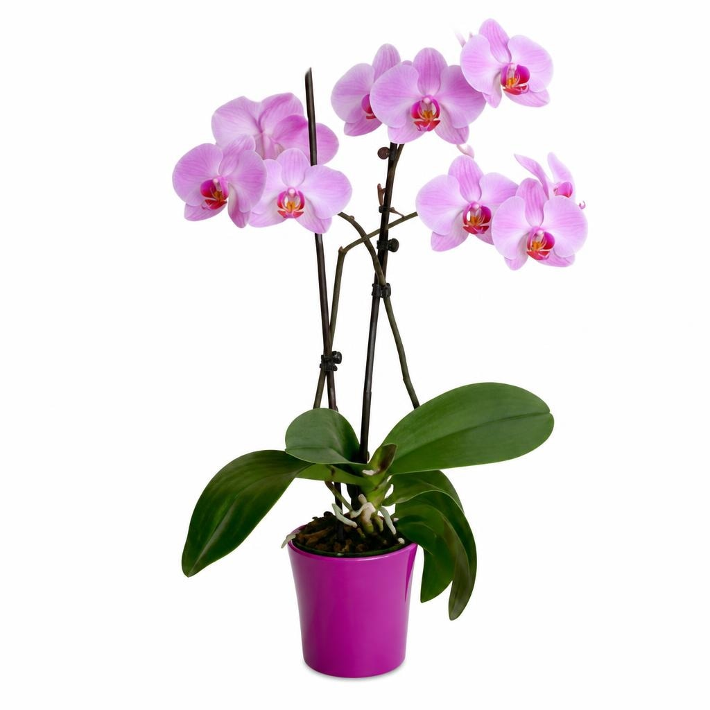 Lončnica Phalaenopsis - Akcija v trgovini Tuš