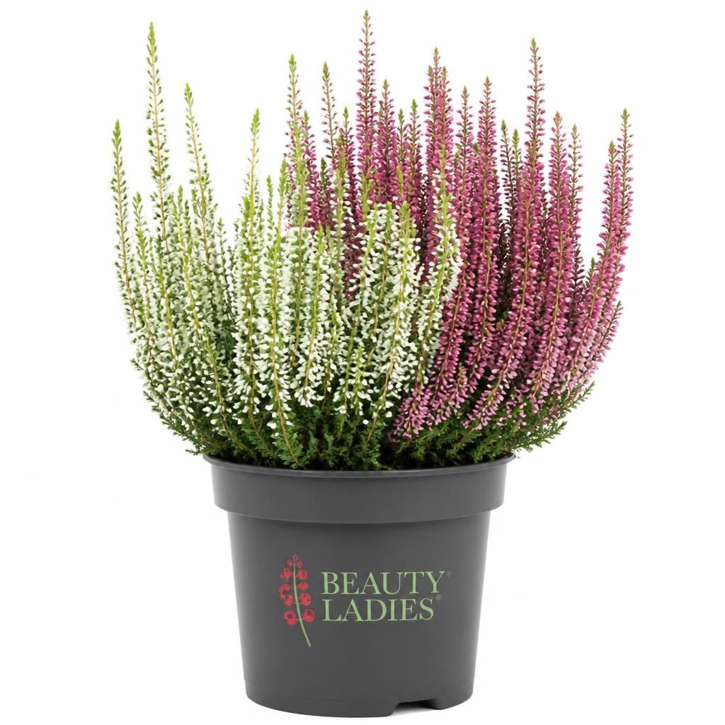 Vresa Beauty Ladies 10,5 cm Akcija v trgovini Hofer