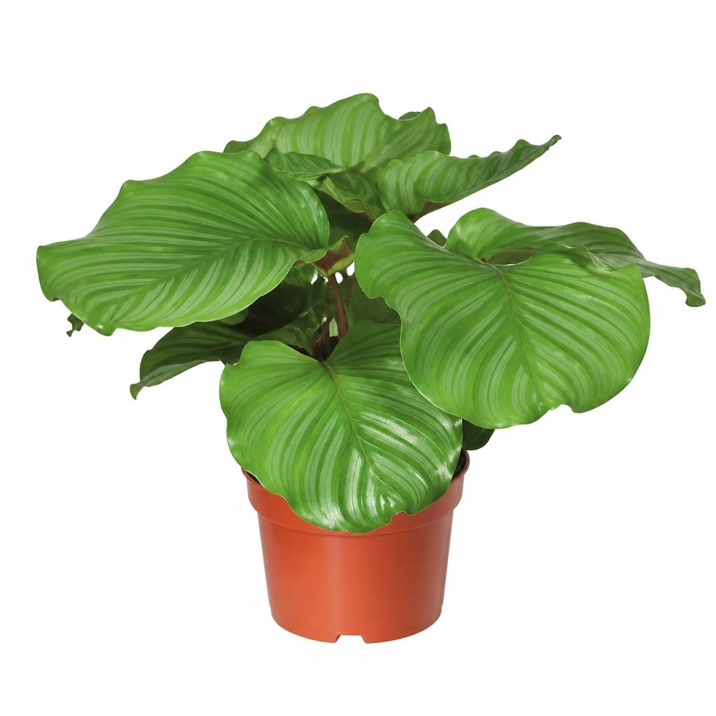 Kalateja Ø pribl. 12 cm, višina pribl. 35 do 41 cm Akcija v trgovini Lidl