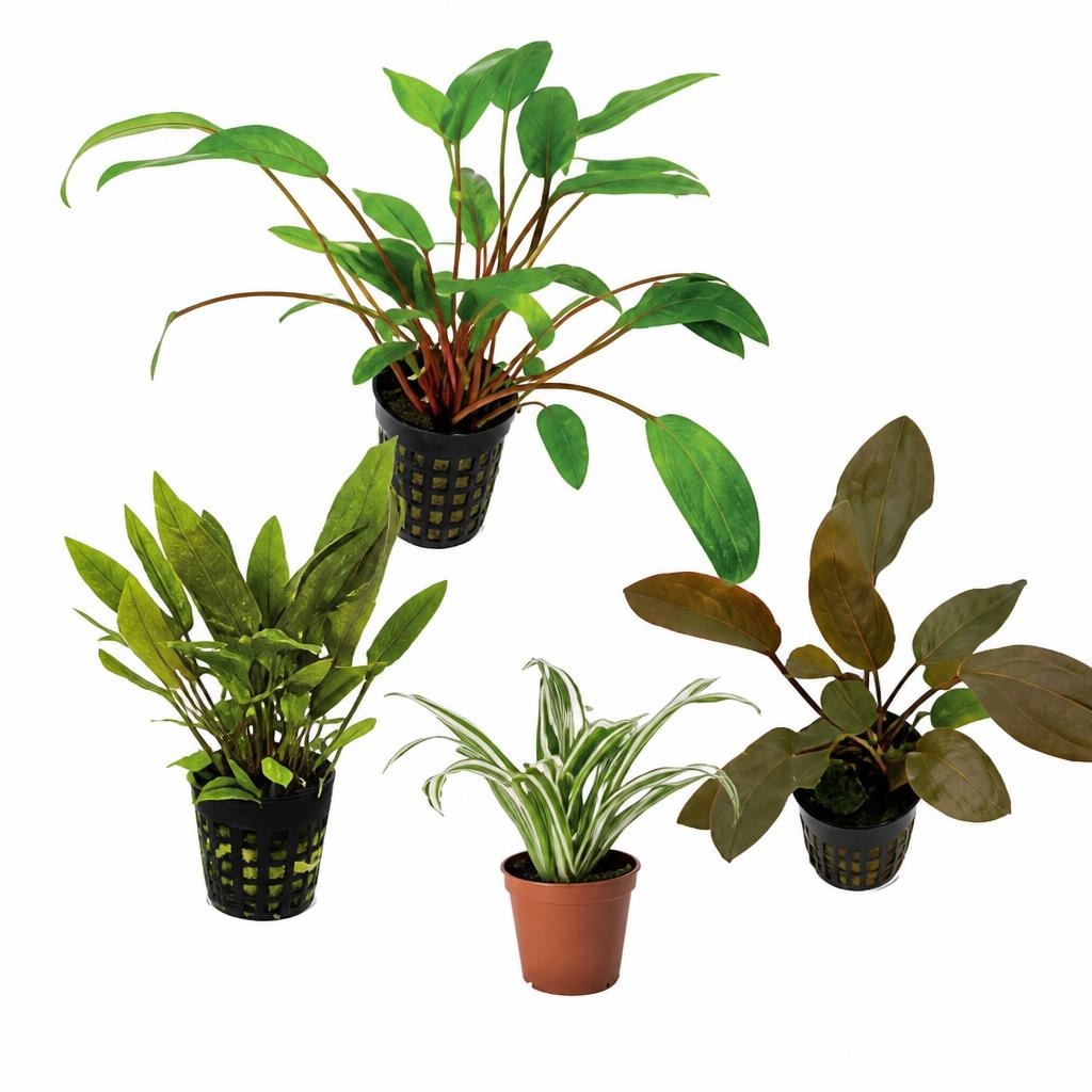 Akvarijske rastline Van Senten Akcija v trgovini Mr. Pet