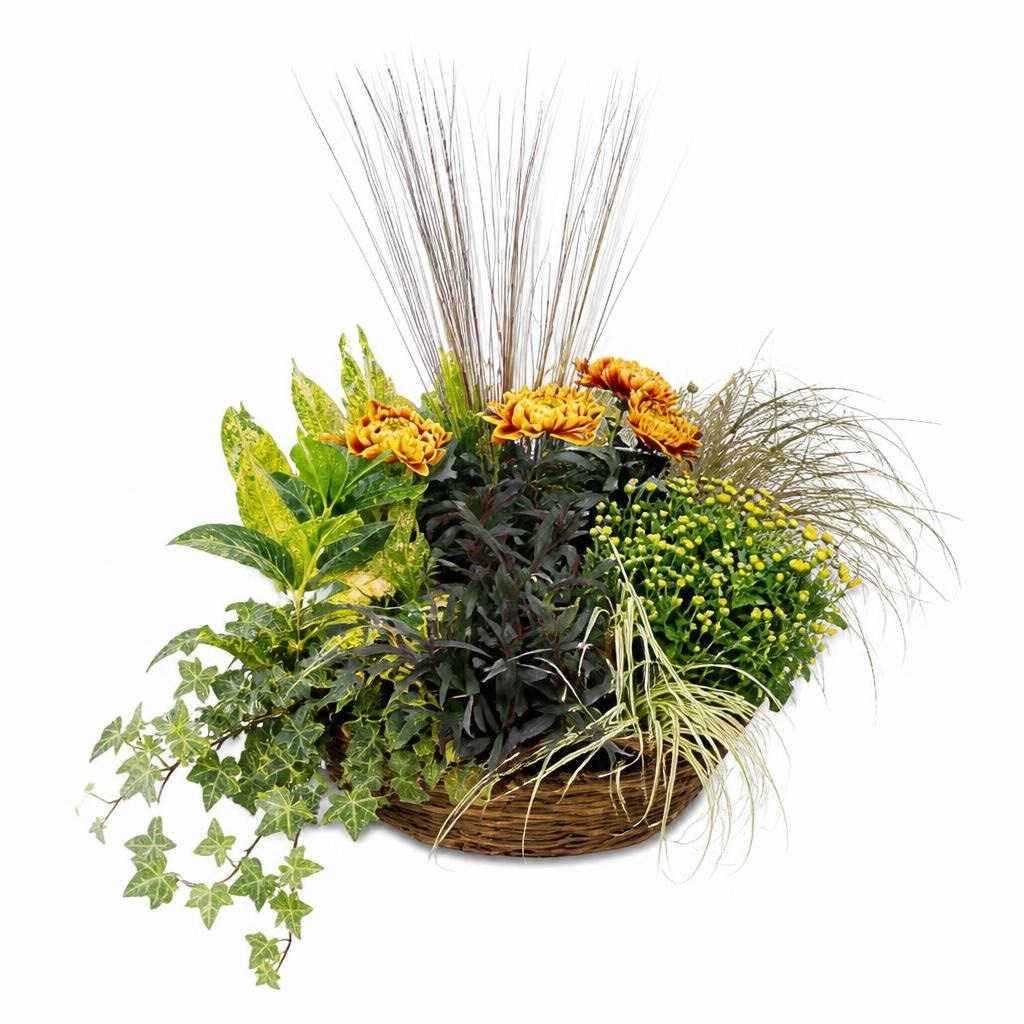 Jesenski nasad Ø 40 cm, 7-9 trajnic, v okrogli košari Akcija v trgovini Bauhaus