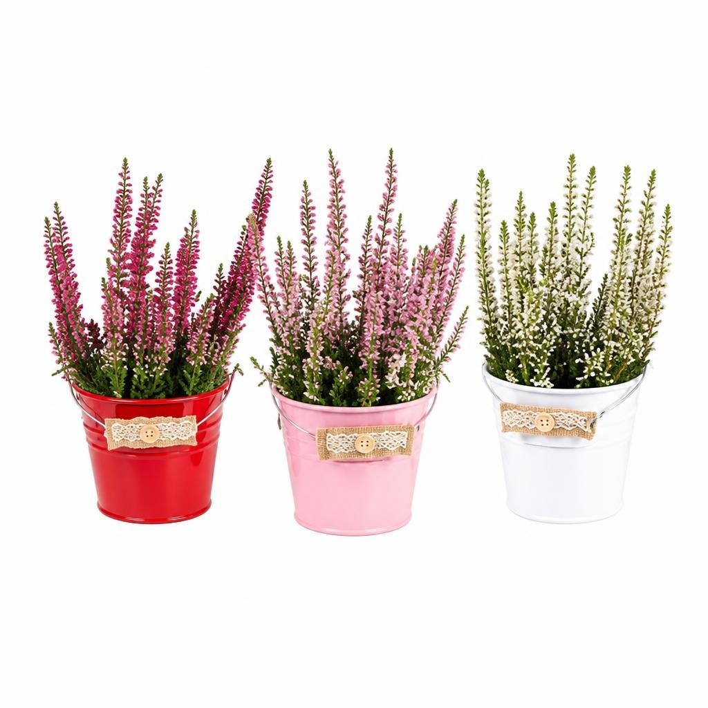 Lončnica calluna mini mix ø 6 cm Akcija v trgovini Tuš