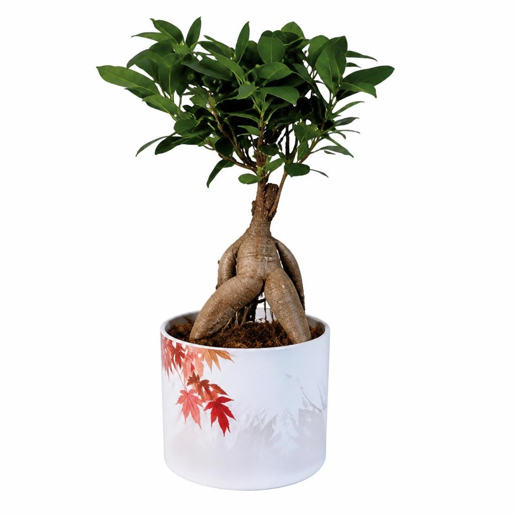 Bonsaj Ø pribl. 12 cm, višina pribl. 28 do 32 cm Akcija v trgovini Lidl