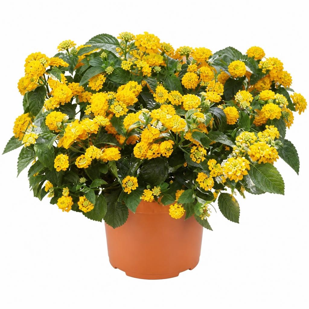 Lantana 'Evita' (lat. Lantana camara) v lončku Ø 12 cm - Akcija v trgovini Bauhaus