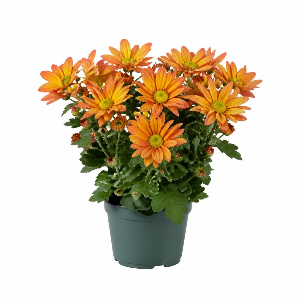 Krizantema Ø pribl. 12 cm, višina: pribl. 25 do 31 cm Akcija v trgovini Lidl