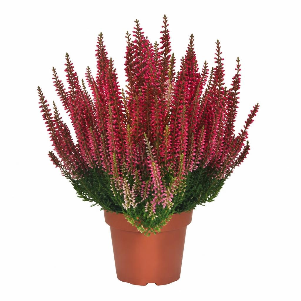 Resa calluna 9,5 cm Akcija v trgovini E.Leclerc