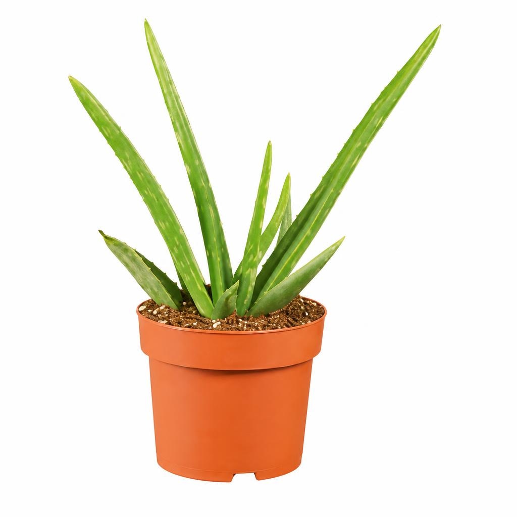 Aloe vera - Akcija v trgovini Lidl