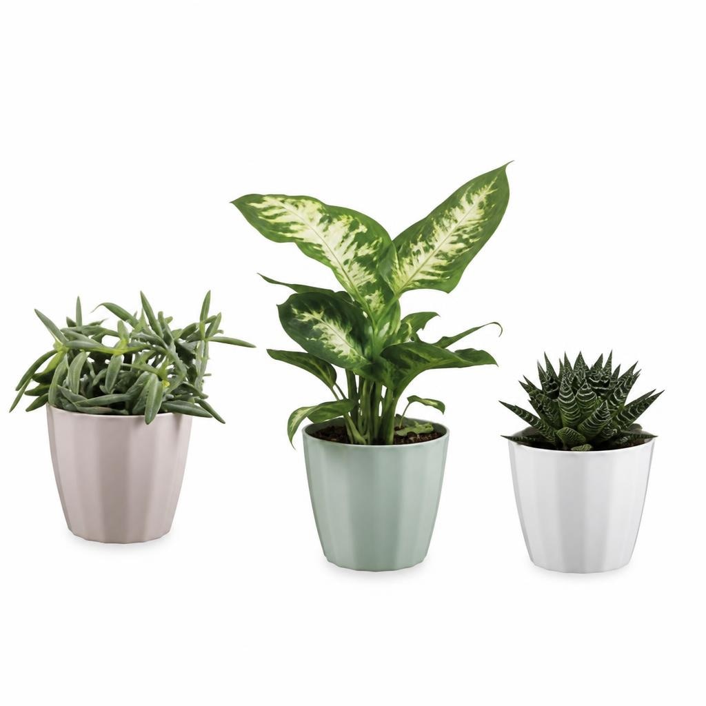 Zelena lončnica Ø pribl. 10,5 cm, višina do 33 cm Akcija v trgovini Lidl