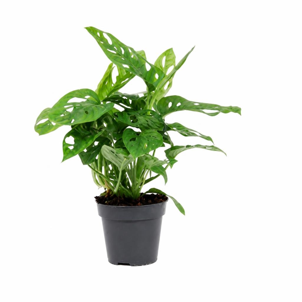 Monstera - Akcija v trgovini Spar