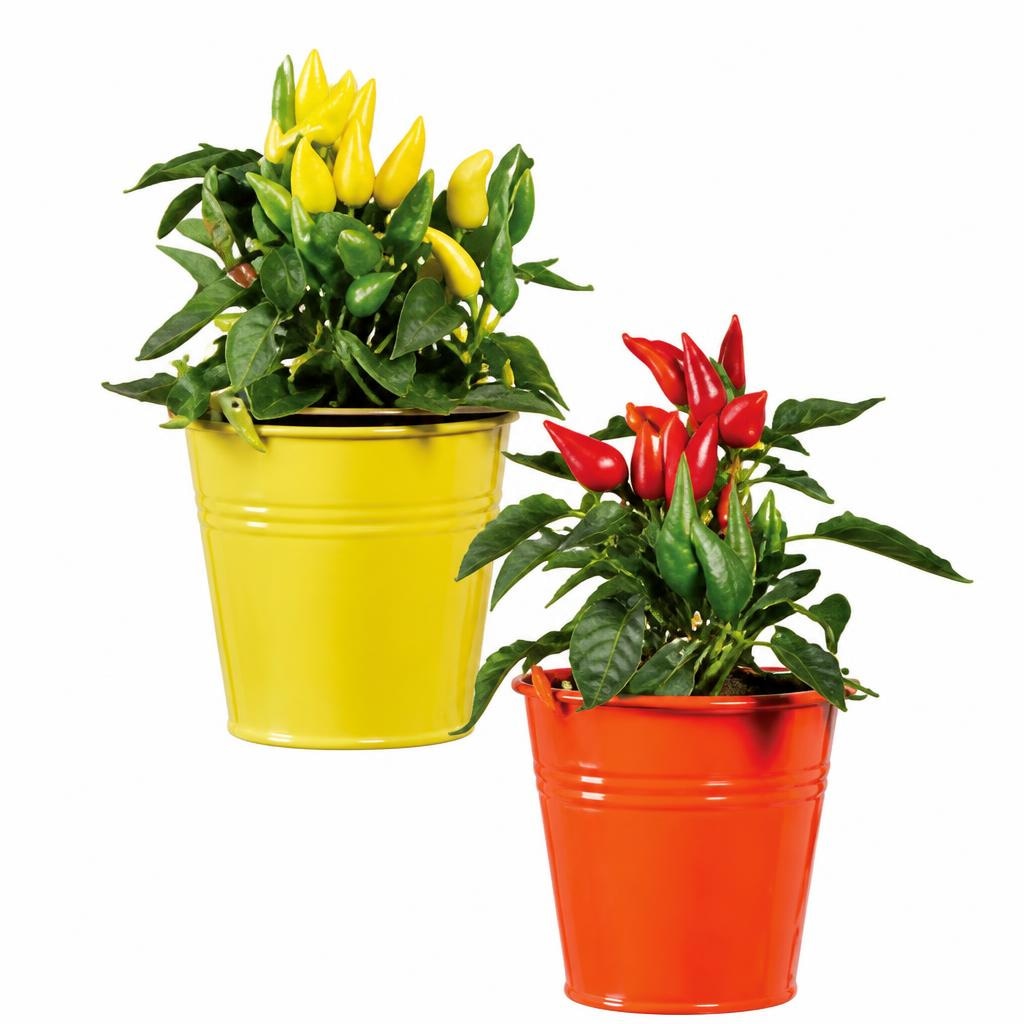 Okrasna paprika Ø pribl. 12 cm, višina pribl. 25 do 31 cm Akcija v trgovini Lidl
