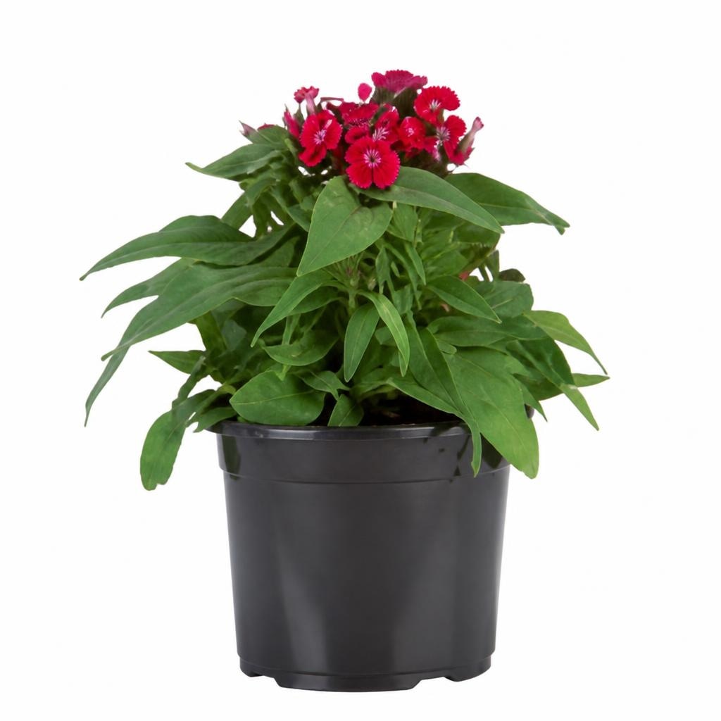 Pisane trajnice Ø pribl. 13 cm, višina: pribl. 17 do 43 cm - Akcija v trgovini Lidl