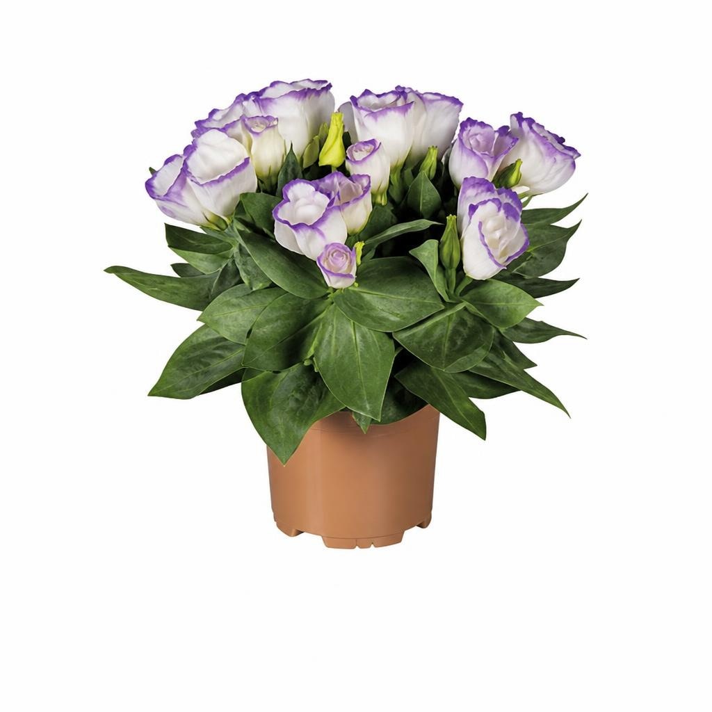 Eustoma Akcija v trgovini Lidl
