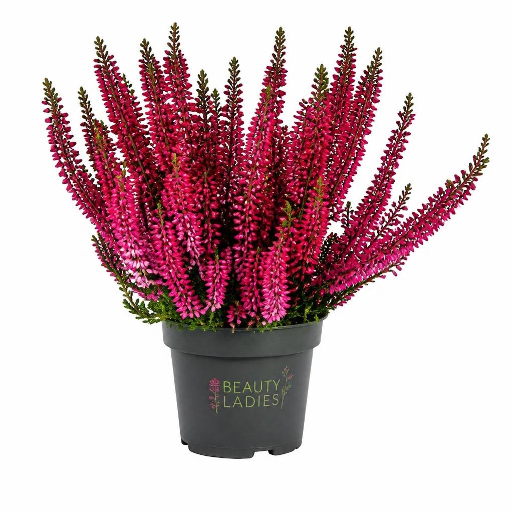 Jesenska vresa Beauty Ladies 11 cm lonček Akcija v trgovini Merkur