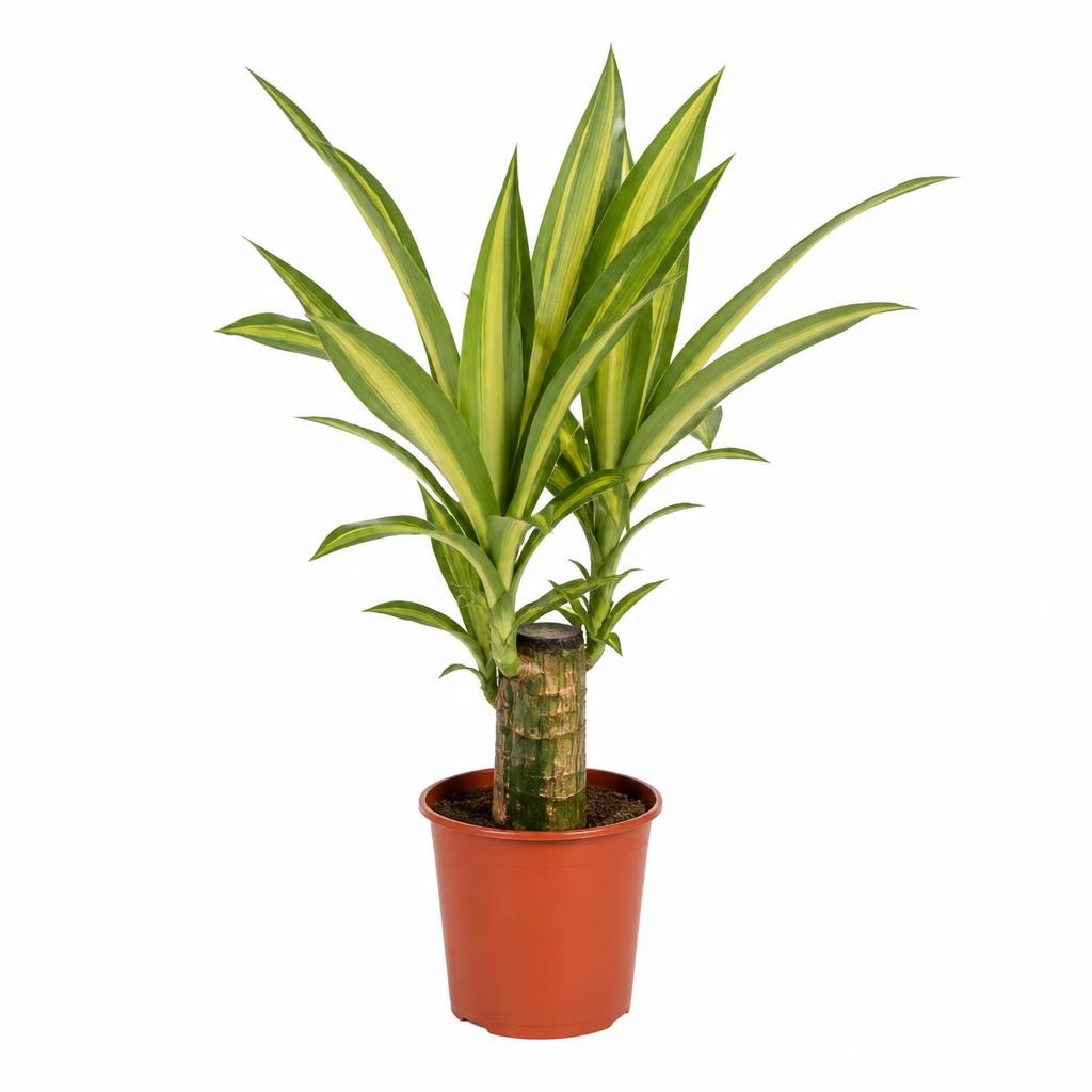 Lončnica Dracena Ø 11 cm Akcija v trgovini Mercator