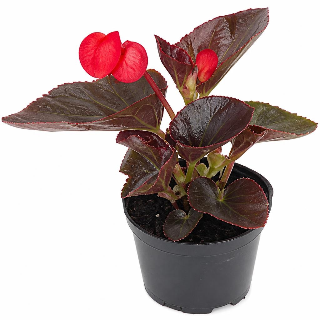 Begonija 'Champagner' (lat. Begonia hybrid) v lončku Ø 12 cm - Akcija v trgovini Bauhaus