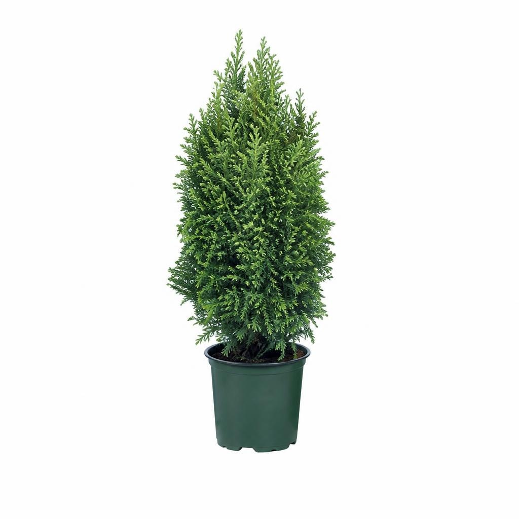 Iglavci Ø pribl. 10,5 cm, višina: pribl. 32 do 38 cm Akcija v trgovini Lidl