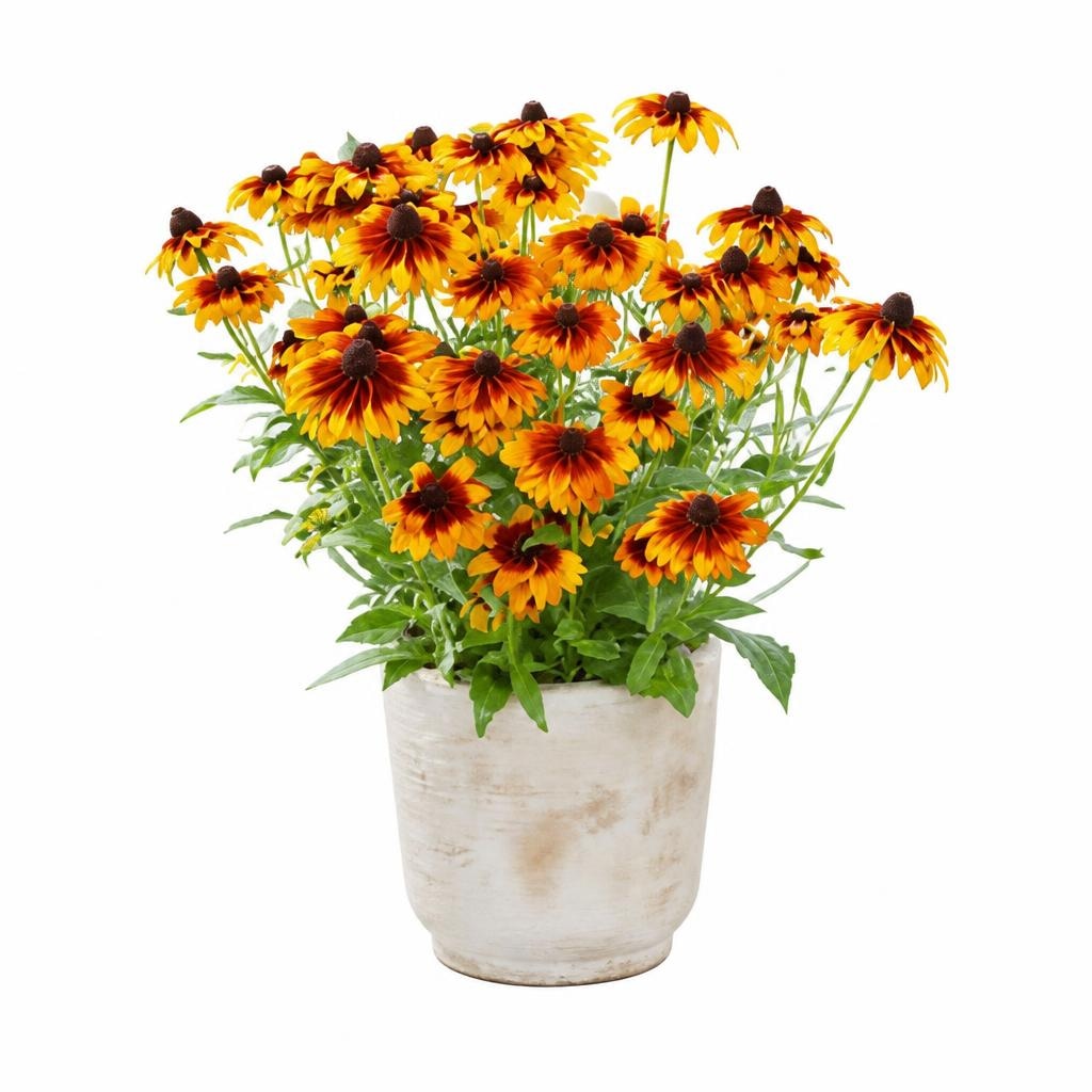 Rudbeckia hybrida "Summerdaisy's" Ø lonca 23 cm Akcija v trgovini Obi