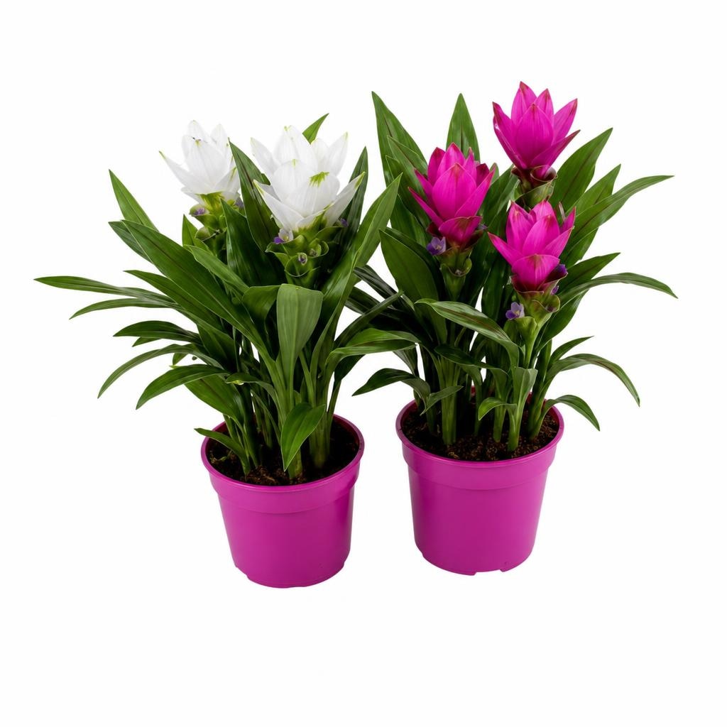 Curcuma Mix Ø 12 cm - Akcija v trgovini Tuš