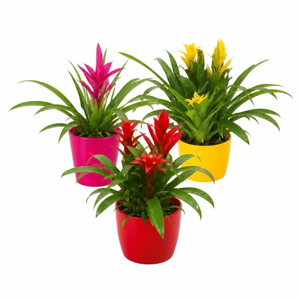 Bromelija trio Akcija v trgovini Hofer