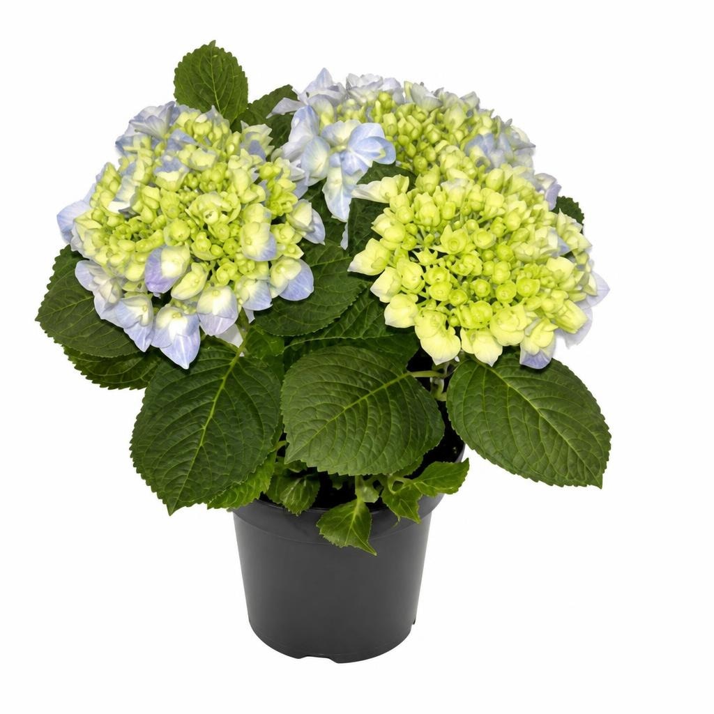 Hortenzija (lat. Hydrangea macrophylla) v loncu Ø 20 cm - Akcija v trgovini Bauhaus