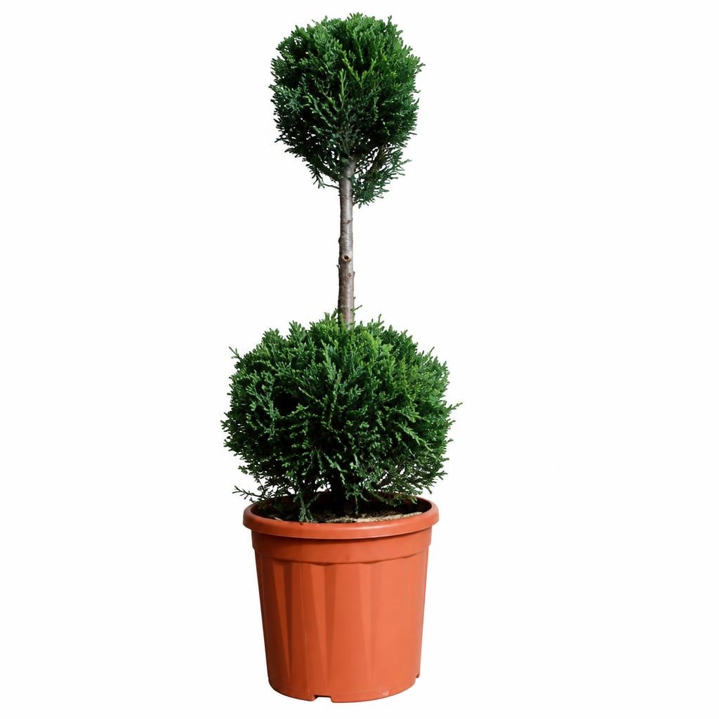 Sadika CUPRESSUS DUOBOL Ø17 cm, višina: 75 cm, 2 krogli - Akcija v trgovini Pevex