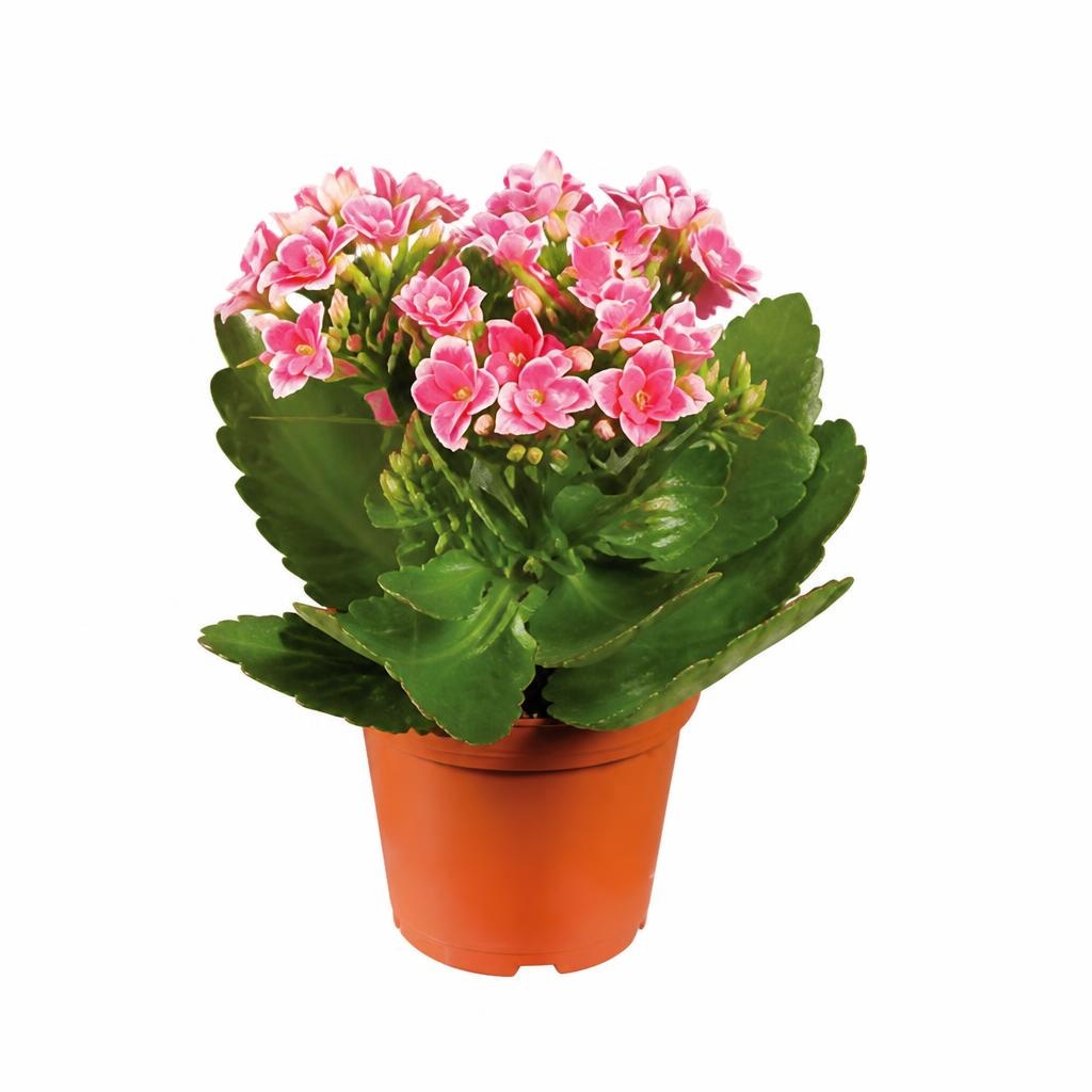 Mini poletna cvetoča lončnica Ø pribl. 8 cm - Akcija v trgovini Lidl