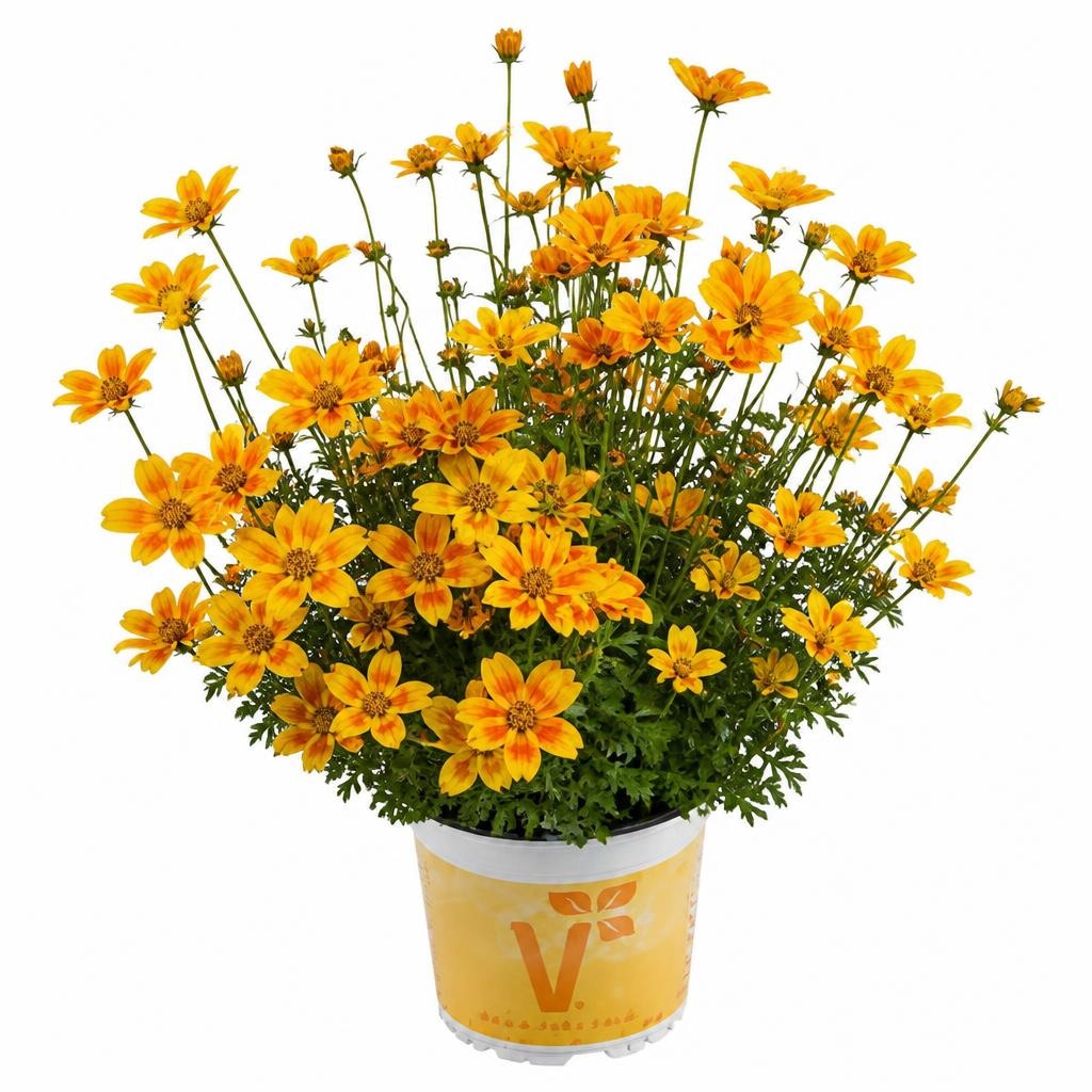 Bidens (lat. Bidens ferulifolia) v lončku Ø 12 cm Volmary - Akcija v trgovini Bauhaus