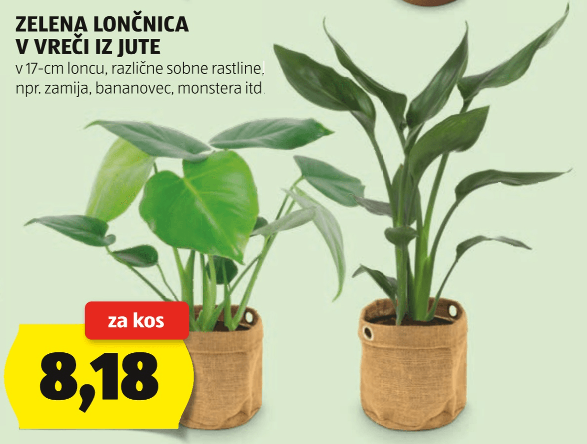 Zelena lončnica v vreči iz jute v 17-cm loncu