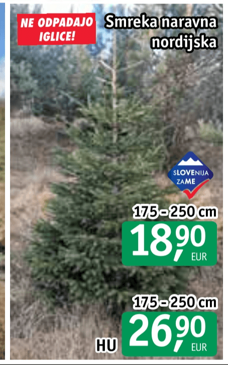 Smreka naravna nordijska 175-250 cm