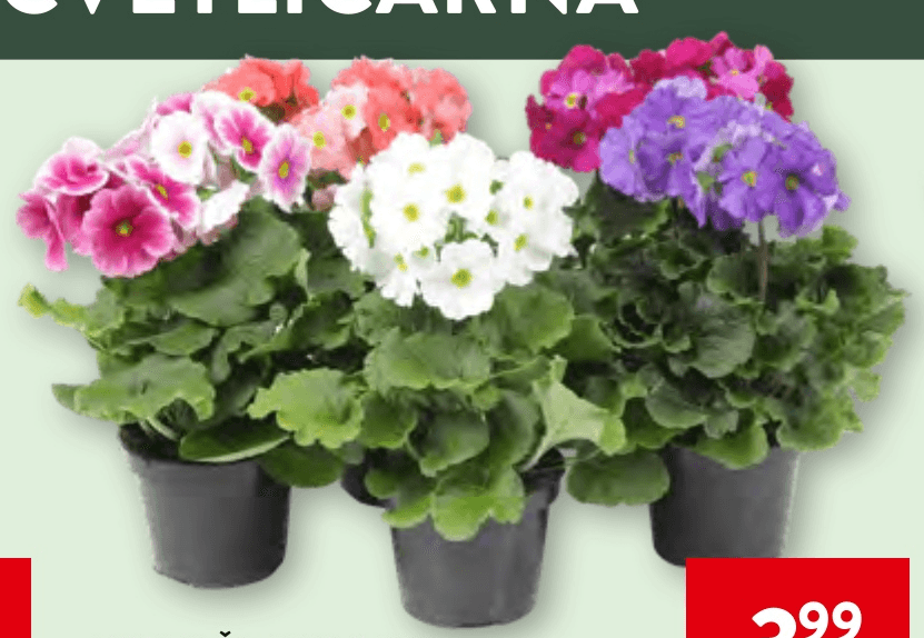 Cvetoča rastlina - Akcija v trgovini Spar