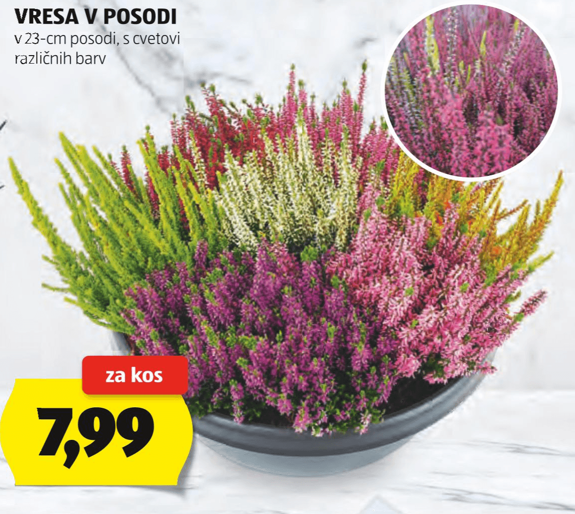 Vresa v posodi Ø posode: 23 cm, višina vključno s posodo: vsaj 30 cm