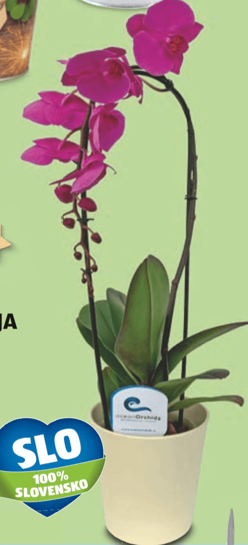 Ocean Orchids 1-stebelna orhideja Cascada - Akcija v trgovini Spar