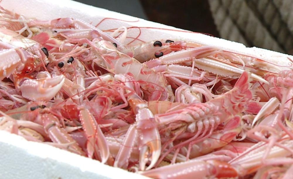 Surovi celi škampi 800 g