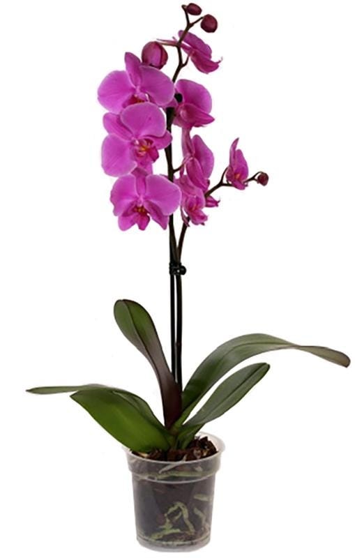 Orhideja „Phalaenopsis“ - Akcija v trgovini Lidl