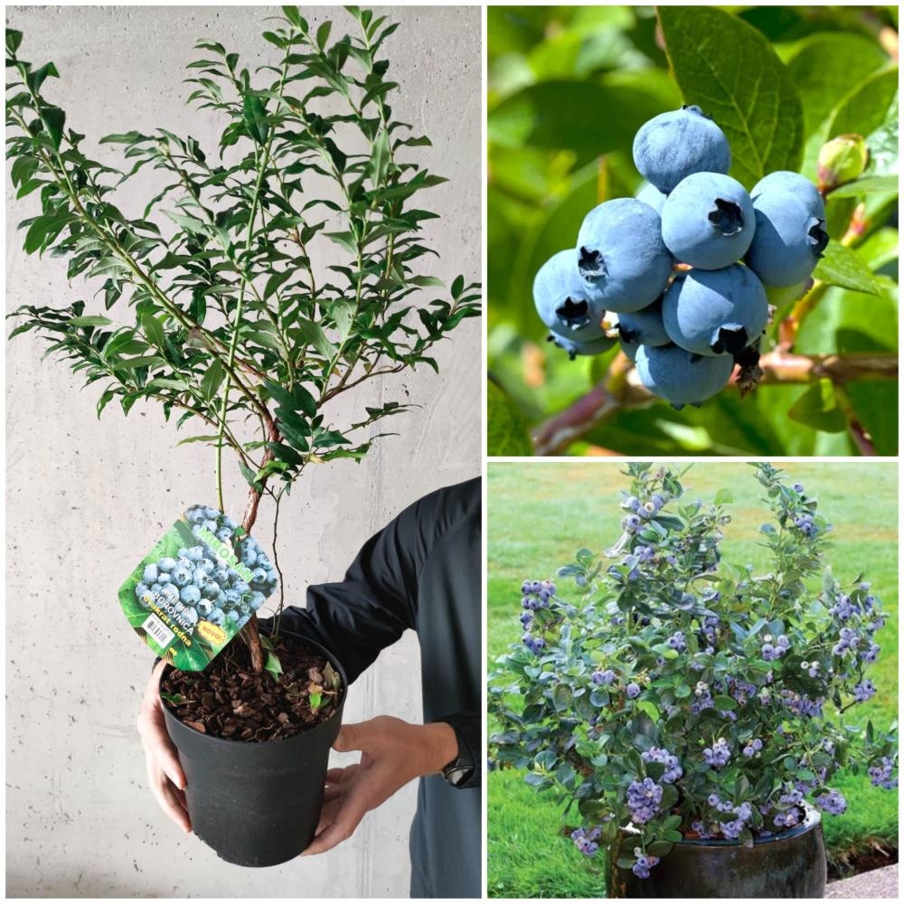 Sadika ameriške borovnice Hortblue petite, liberty