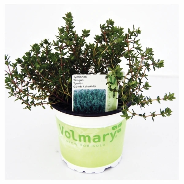 Volmary Timijan 'Mystic Lemon' v lončku Ø 12 cm - Akcija v trgovini Bauhaus