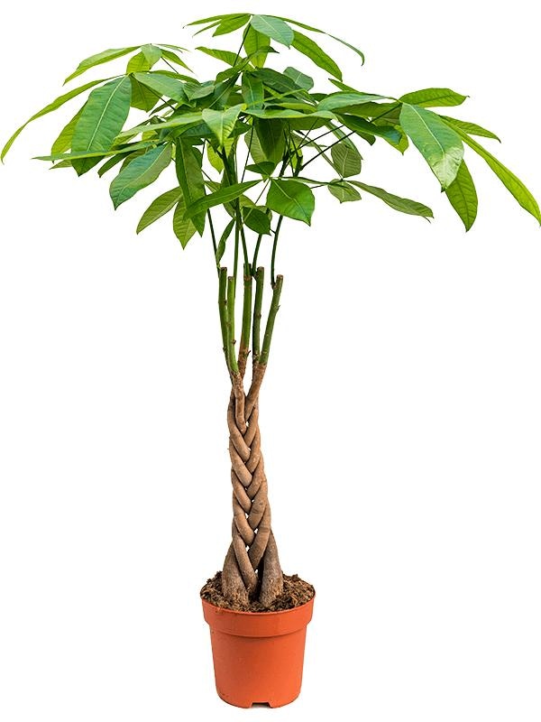 Lončnica PACHIRA Ø21, 90 cm - Akcija v trgovini Pevex