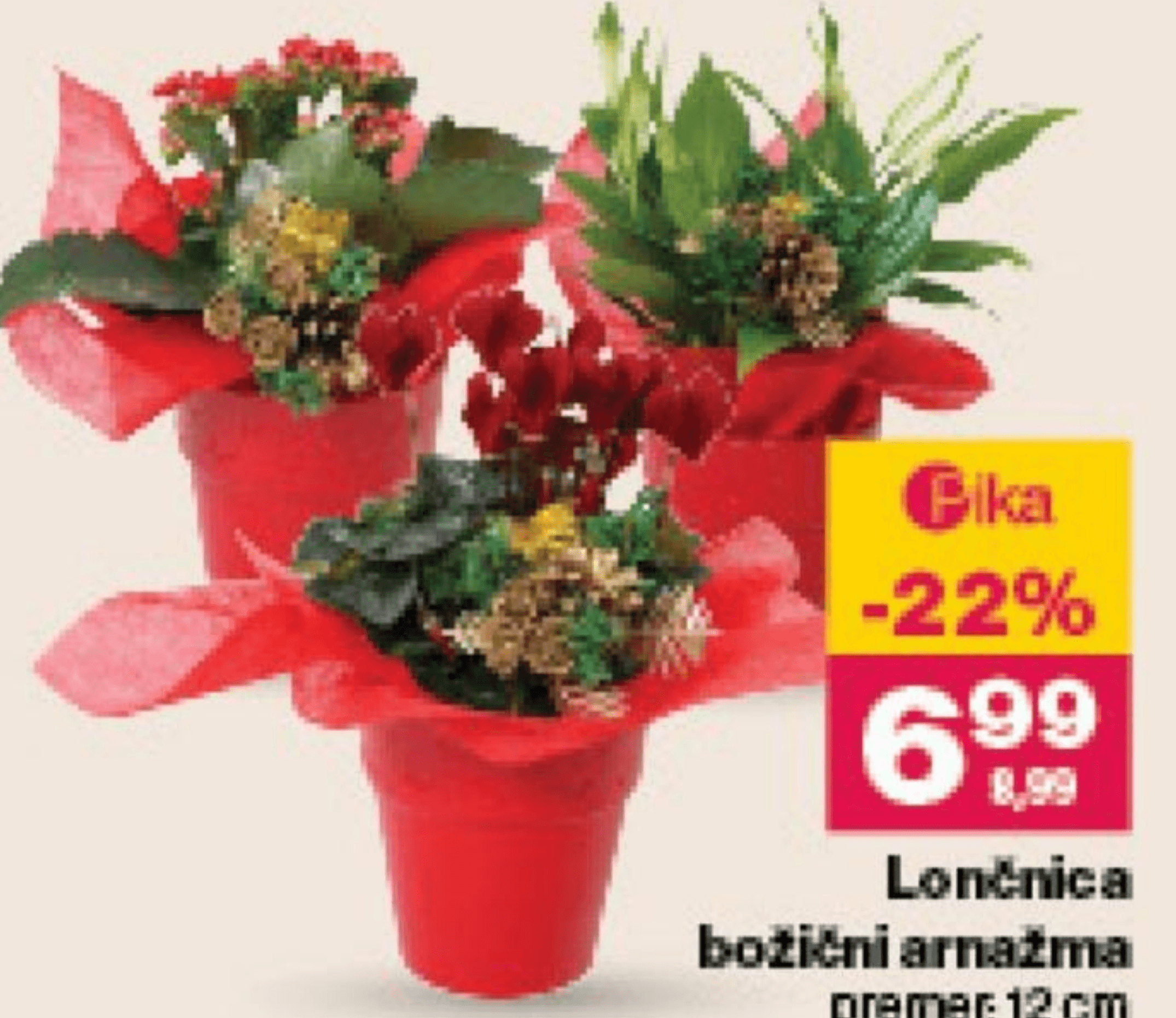 Lončnica božični aranžma