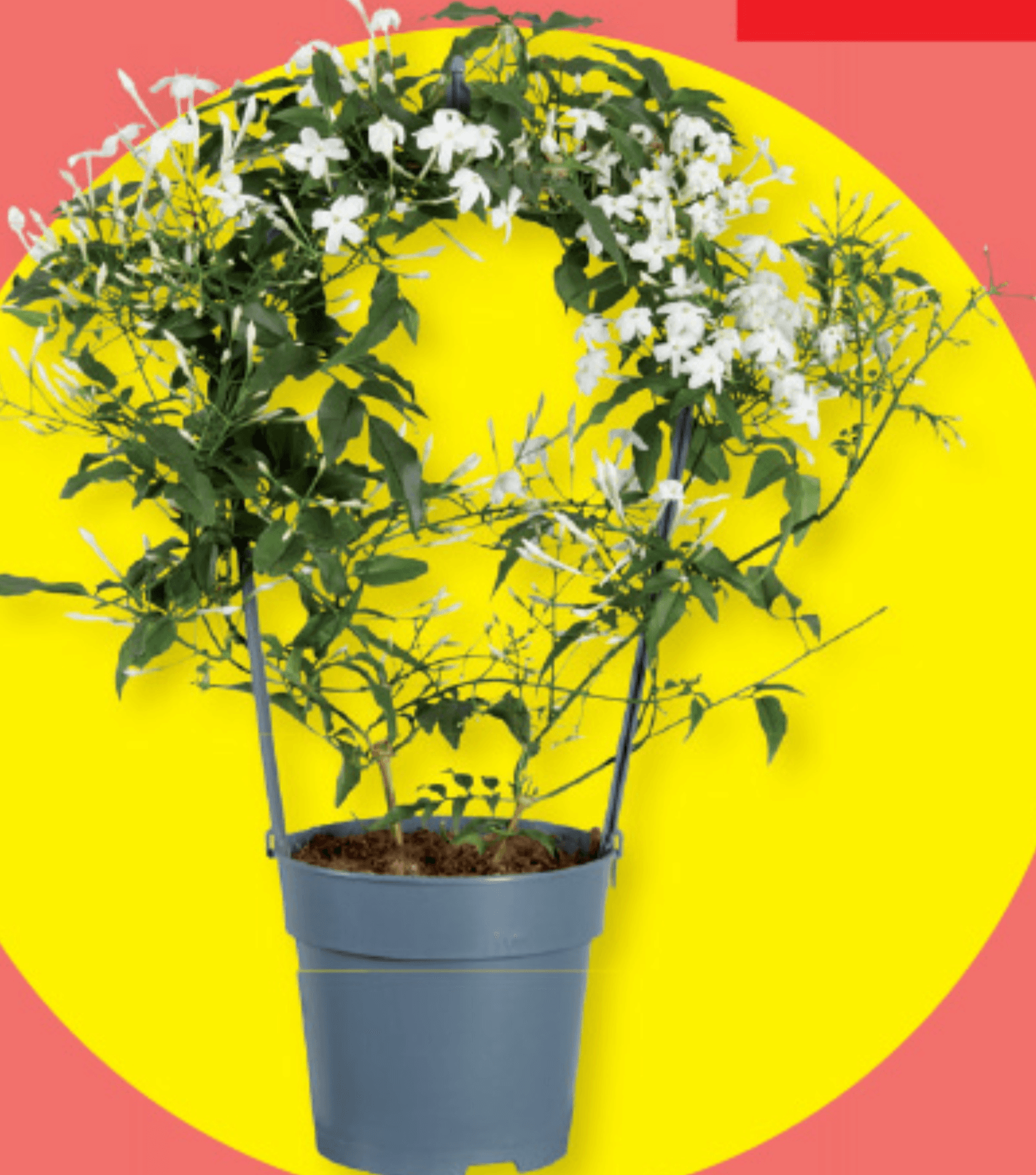 Jasmin Ø pribl. 12 cm, višina: pribl. 38 do 46 cm - Akcija v trgovini Lidl