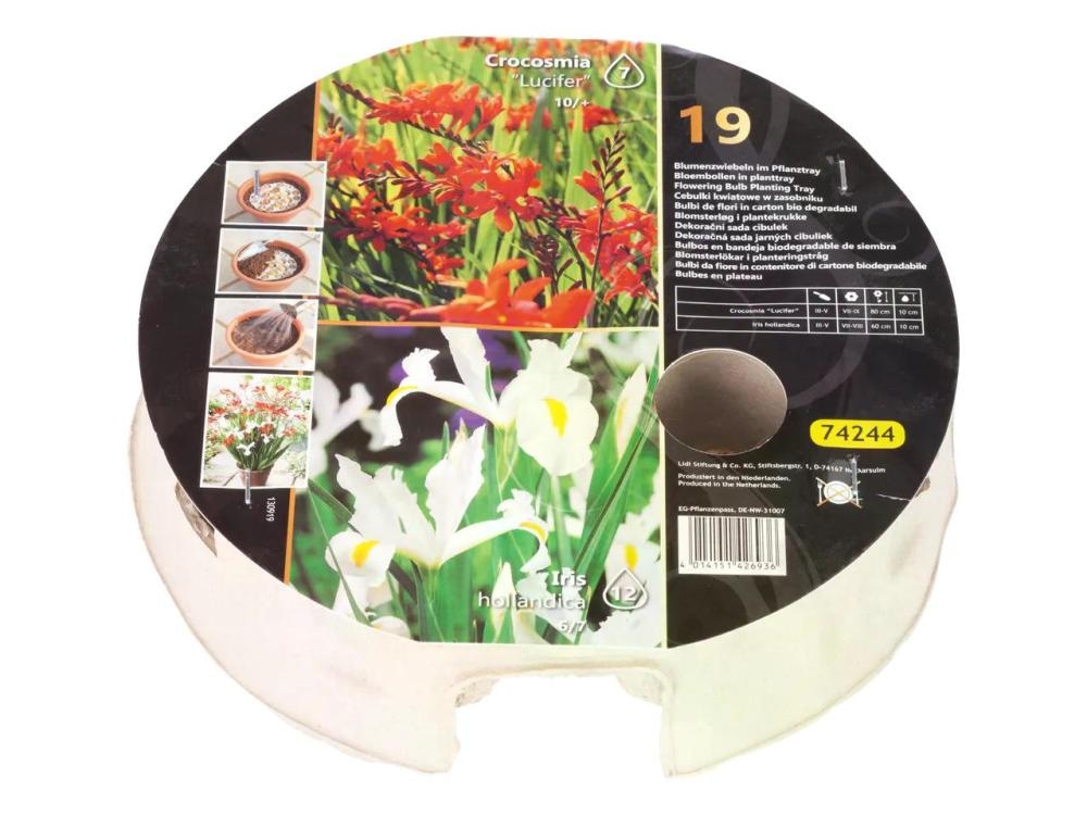 Komplet čebulic - Akcija v trgovini Lidl