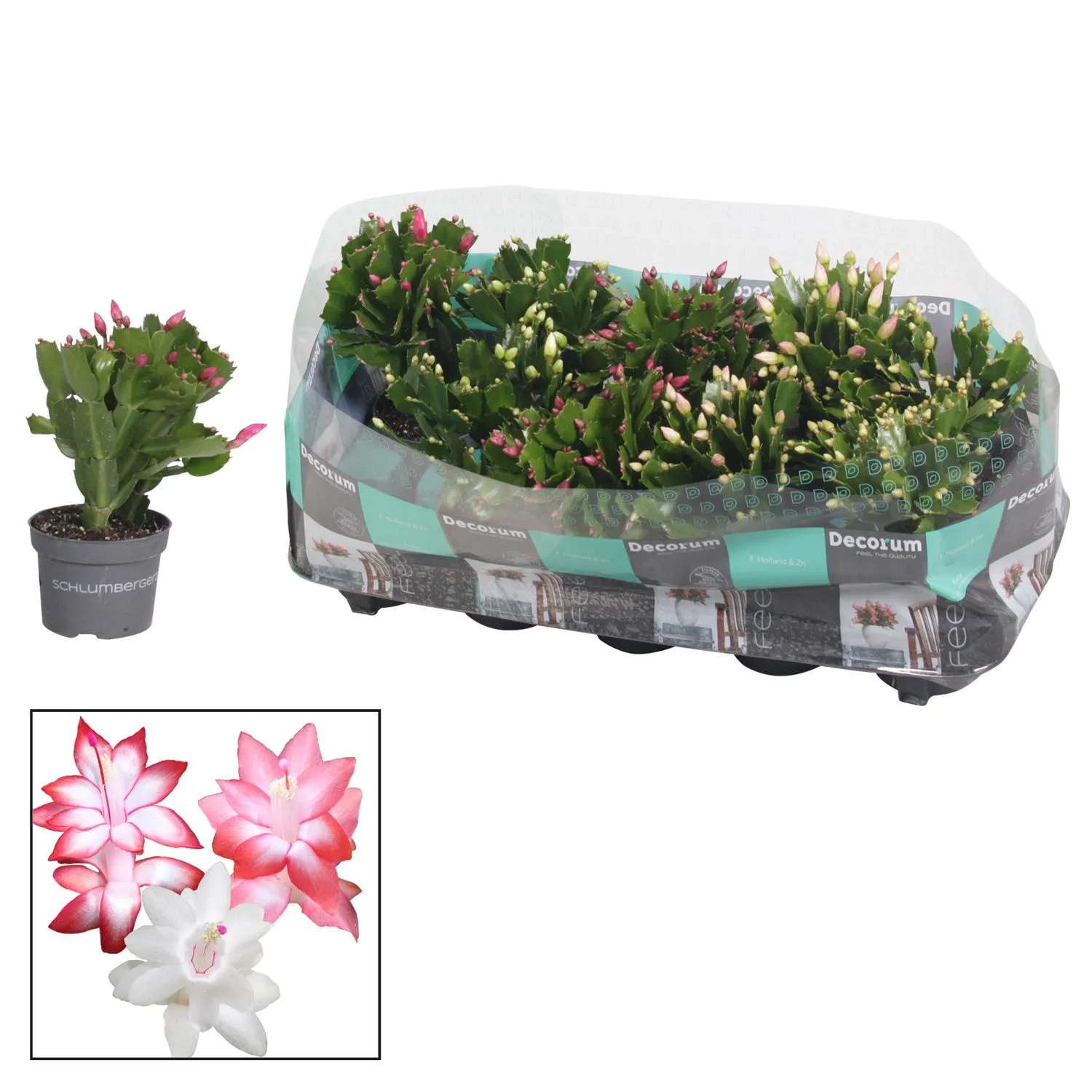 Božični kaktus Višina 20-25 cm, Ø 10,5 cm