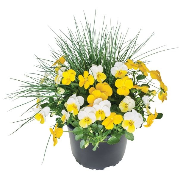 Volmary Pomladni trio v lonÄku Ć 13 cm - Akcija v trgovini Bauhaus