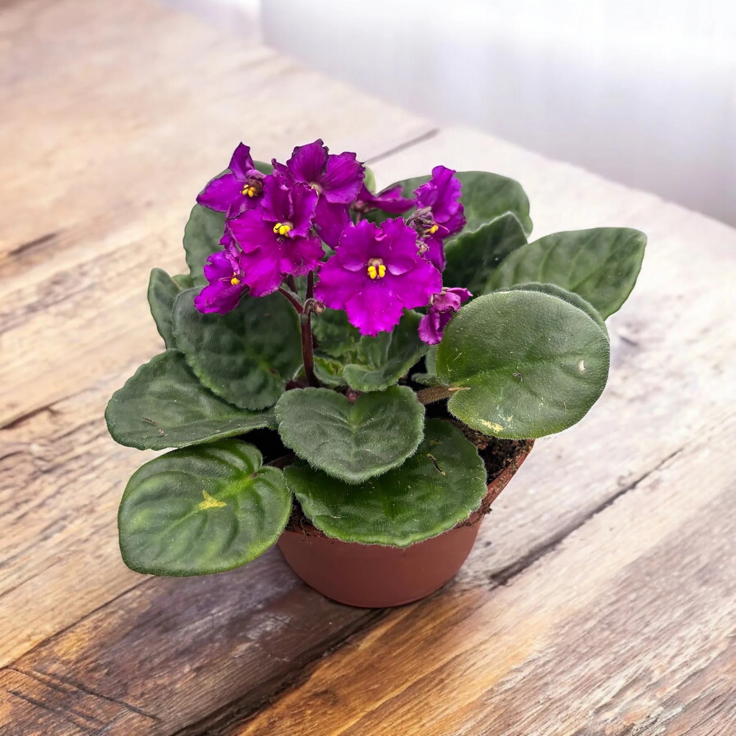 Lončnica santpaulia