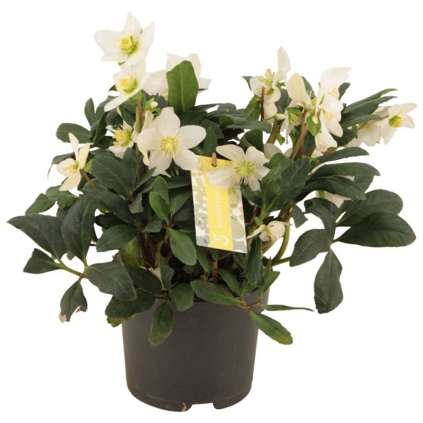 Črni teloh v loncu Ø 17 cm