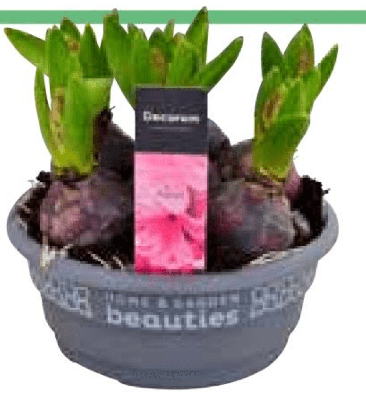 Čebulnice Ø 16 cm, v 15 cm